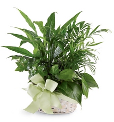 Woodland Greens Basket from Visser's Florist and Greenhouses in Anaheim, CA